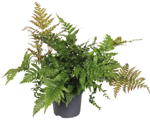 Groene varen in een pot