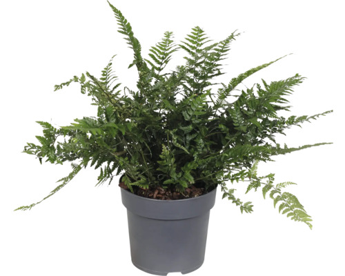 Groene varen in een pot