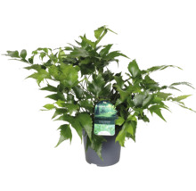 Anemia Mexicana kamerplant in pot