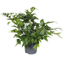 Kameraralia in een pot