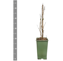 Jonge plant in pot met steunstok