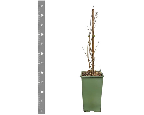 Jonge plant in pot met steunstok