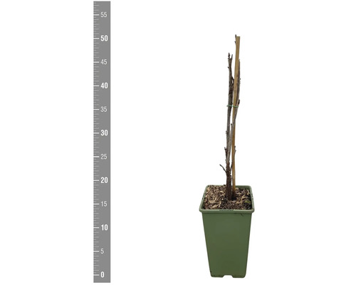 Plant in pot met klimhulp