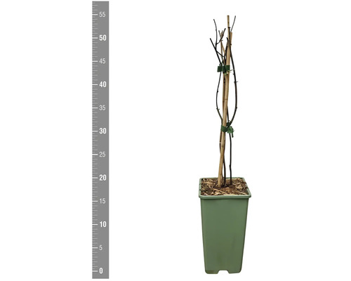 Stafvormige plant met steunstok in pot