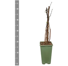 FLORASELF BIO Framboos Rubus idaeus 'Willamette' potmaat 2 liter H 30 cm