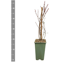 Blauwe bessenplant in pot met houten stok ter stabilisatie