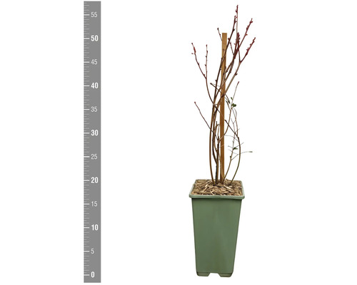 Blauwe bessenplant in pot met houten stok ter stabilisatie