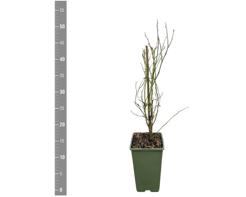 Blauwe bessenstruik in pot, zonder bladeren.