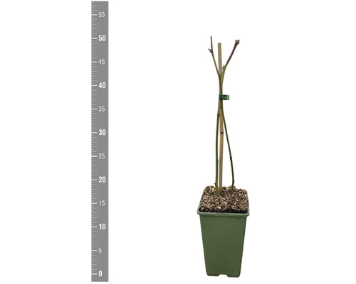 Jonge plant in pot, hoogte circa 55 cm