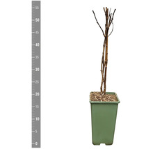 FLORASELF BIO Framboos Rubus idaeus 'Meeker' potmaat 2 liter H 30 cm