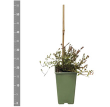 Dwergmispel in een pot met een bamboestok.