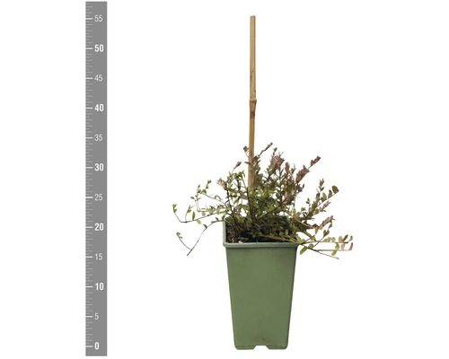 Dwergmispel in een pot met een bamboestok.