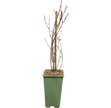 Plant met steunstok in pot