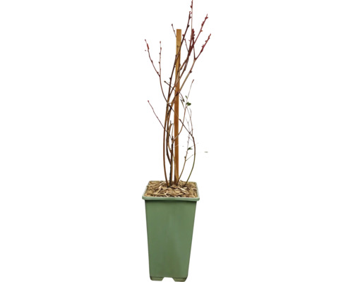 Plant met steunstok in pot