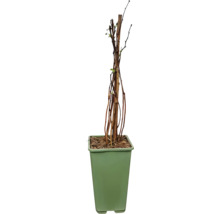 FLORASELF BIO Framboos Rubus idaeus 'Willamette' potmaat 2 liter H 30 cm