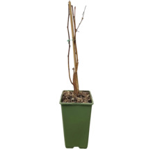 FLORASELF BIO Framboos Rubus idaeus 'Heritage' potmaat 2 liter H 30 cm