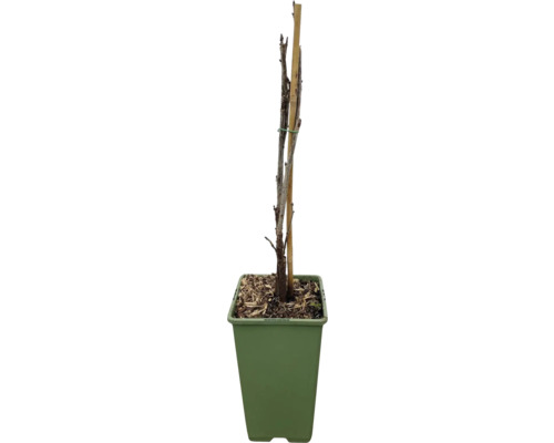 Jonge boom met steunpaal in pot