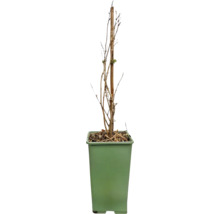 Roos in pot met klimhulp