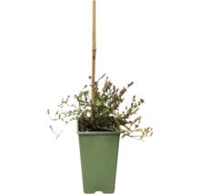 Plant in een pot met een bamboestok
