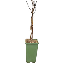 FLORASELF BIO Framboos Rubus idaeus 'Meeker' potmaat 2 liter H 30 cm