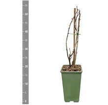 Plant in pot met houten steun en meetschaal