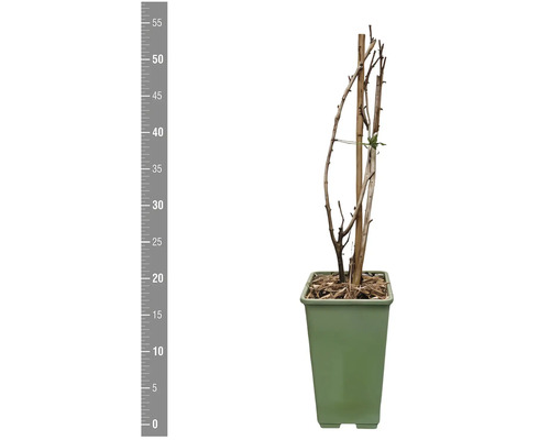 Plant in pot met houten steun en meetschaal