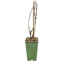 Plant met klimhulp in een pot