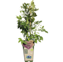 Blauwe bessenplant in pot