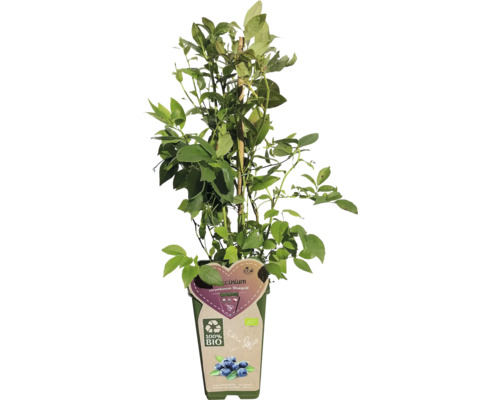 Blauwe bessenplant in pot