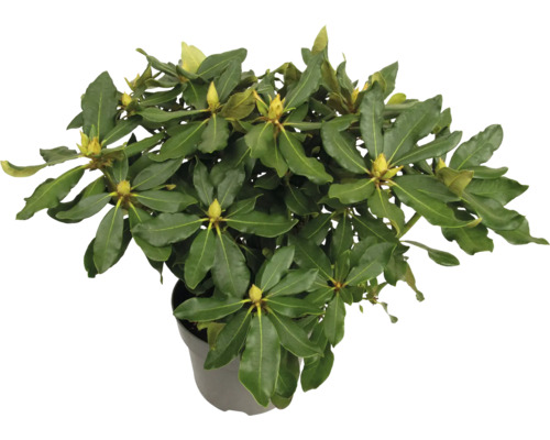 Rhododendron in pot met groene bladeren en bloemknoppen