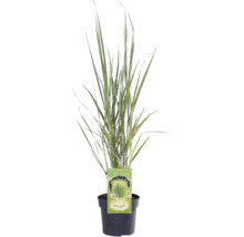 Siergras in pot