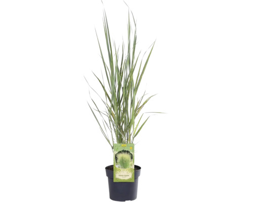 FLORASELF Vingergras Panicum virgatum 'Northwind' potmaat Ø 19 cm H 20-120 cm Siergras in pot