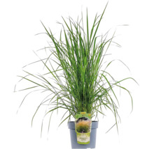 Tuinrietgras in pot