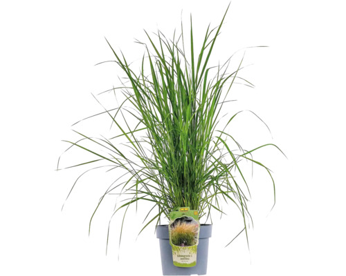 FLORASELF Struisriet Calamagrostis x acutiflora 'Karl Foerster' potmaat Ø 24 cm H 20-80 cm FLORASELF Struisriet Calamagrostis x acutiflora 'Karl Foerster' potmaat Ø 24 cm H 20-80 cm