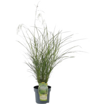 Chinees riet in pot