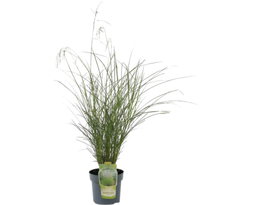 Chinees riet in pot