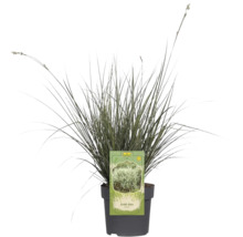 Arundo donax in pot
