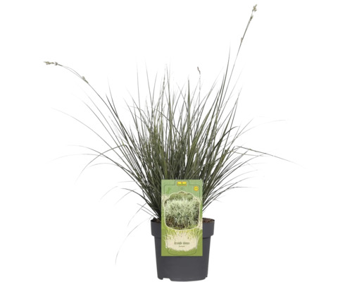 Arundo donax in pot