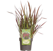 Japans bloedgras in pot met FloraSelf Logo
