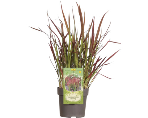 FLORASELF Japans bloedgras Imperata cylindrica var, koenig 'Red Baron' potmaat Ø 14 cm H 5-15 cm FLORASELF Japans bloedgras Imperata cylindrica var, koenig 'Red Baron' potmaat Ø 14 cm H 5-15 cm