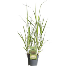 Chinees riet in pot