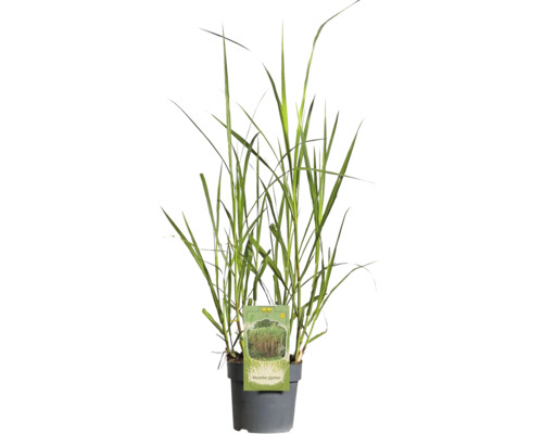 FLORASELF Prachtriet Miscanthus giganteus potmaat Ø 14 cm H 20-80 cm