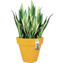 Sansevieria in gele bloempot
