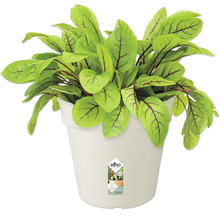 Zuring plant in witte pot