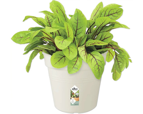 Zuring plant in witte pot