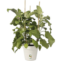 Aubergineplant in pot met plantensteunen