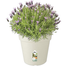 Lavendel in pot