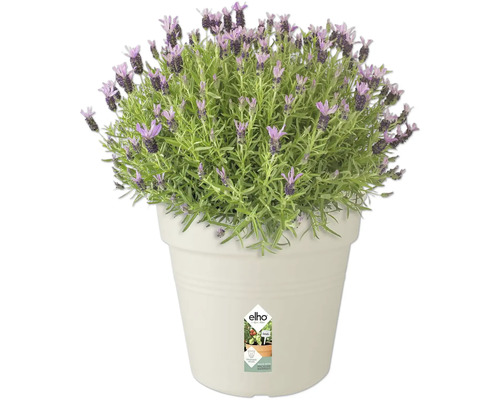 Lavendel in pot