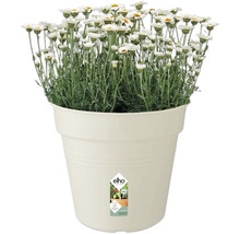 Madeliefjes in pot