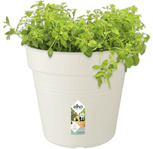 Kruidenpot met oregano in witte kunststof pot